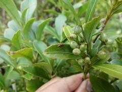 Coprosma dodonaeifolia