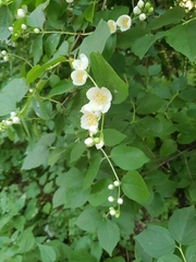 Philadelphus coronarius