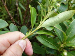 Coprosma dodonaeifolia