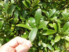 Coprosma dodonaeifolia