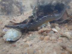 Hippichthys penicillus