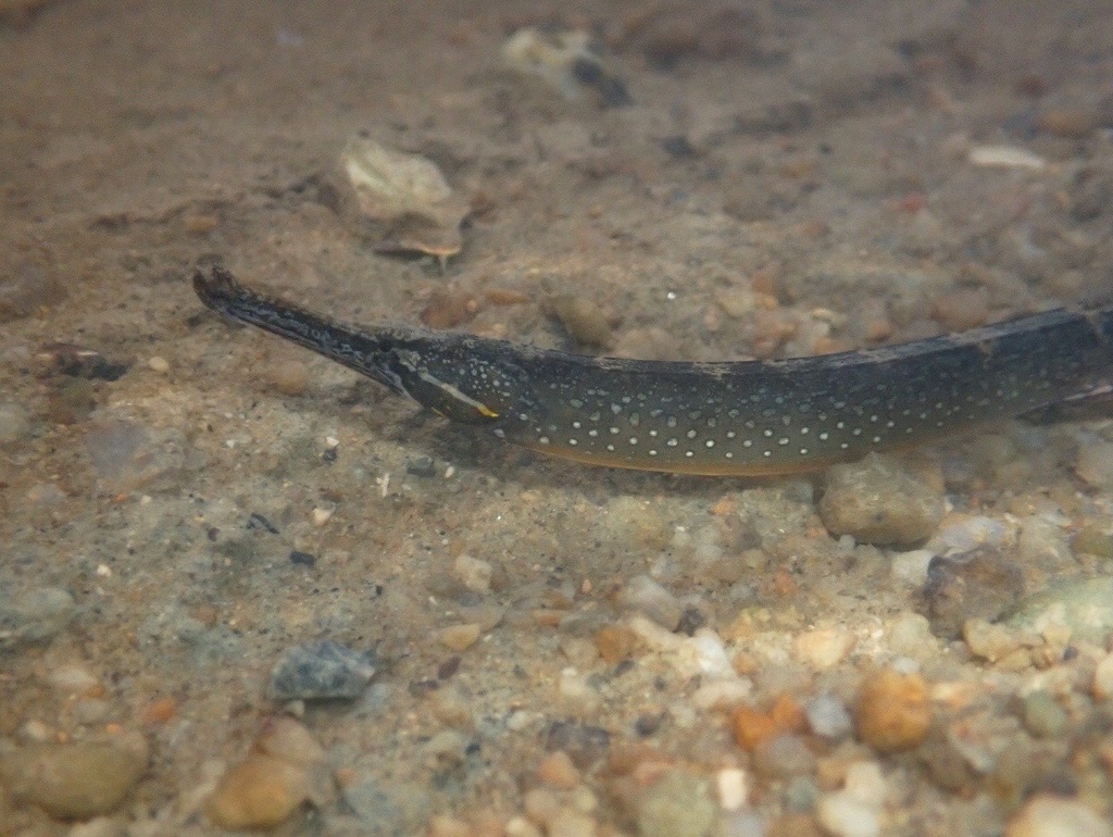 Beady Pipefish