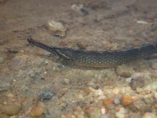Beady pipefish (Hippichthys penicillus) — Syngnathidae — 4