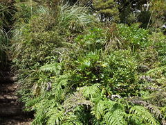 Coprosma dodonaeifolia