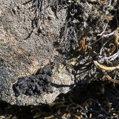 Umbilicaria hyperborea