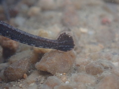 Hippichthys penicillus