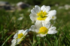 Ranunculus pyrenaeus