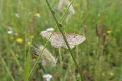 Idaea macilentaria