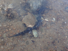 Hippichthys penicillus