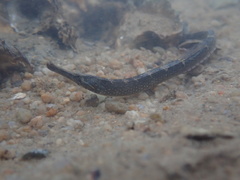 Hippichthys penicillus