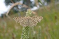 Idaea macilentaria