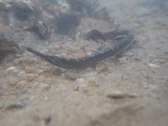 Hippichthys penicillus