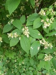 Philadelphus coronarius