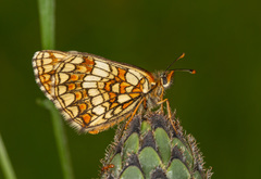 Melitaea aurelia