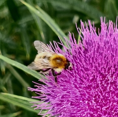 Bombus pascuorum