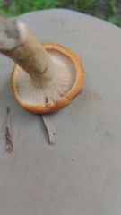 Lactarius croceus