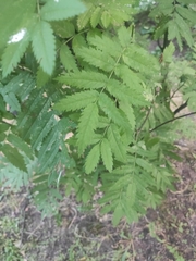 Sorbus aucuparia