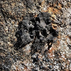 Umbilicaria hyperborea