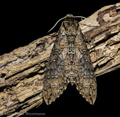 Manduca diffissa petuniae