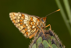 Melitaea aurelia