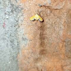 Nymphicula trimacula