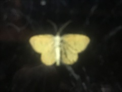 Mellilla xanthometata