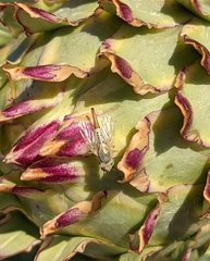 Terellia fuscicornis