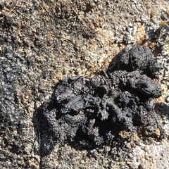 Umbilicaria hyperborea