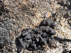 Umbilicaria hyperborea