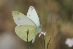 Pieris ergane