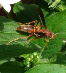 Polistes hirsuticornis