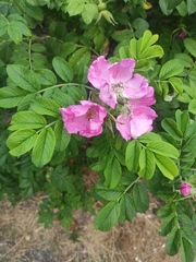 Rosa rugosa
