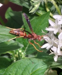 Polistes hirsuticornis