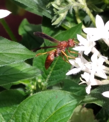 Polistes hirsuticornis
