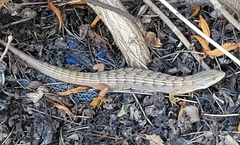 Elgaria multicarinata webbii