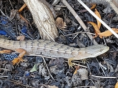 Elgaria multicarinata webbii