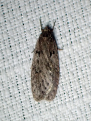 Semioscopis