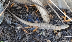 Elgaria multicarinata webbii