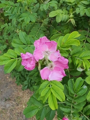 Rosa rugosa