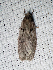 Semioscopis