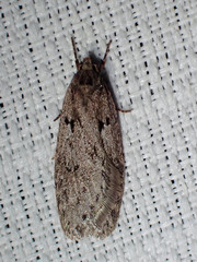 Semioscopis