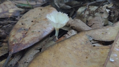 Cymatoderma caperatum