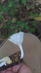 Cymatoderma caperatum