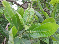 Semecarpus anacardium