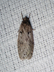 Semioscopis