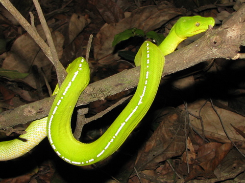 Photo of a Green Tree Python (Morelia viridis)