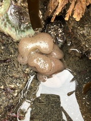 Polycitoridae