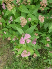 Spiraea japonica