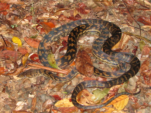 Australian Scrub Python sighting