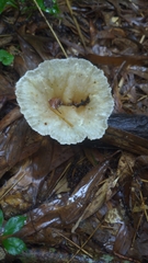 Cymatoderma caperatum